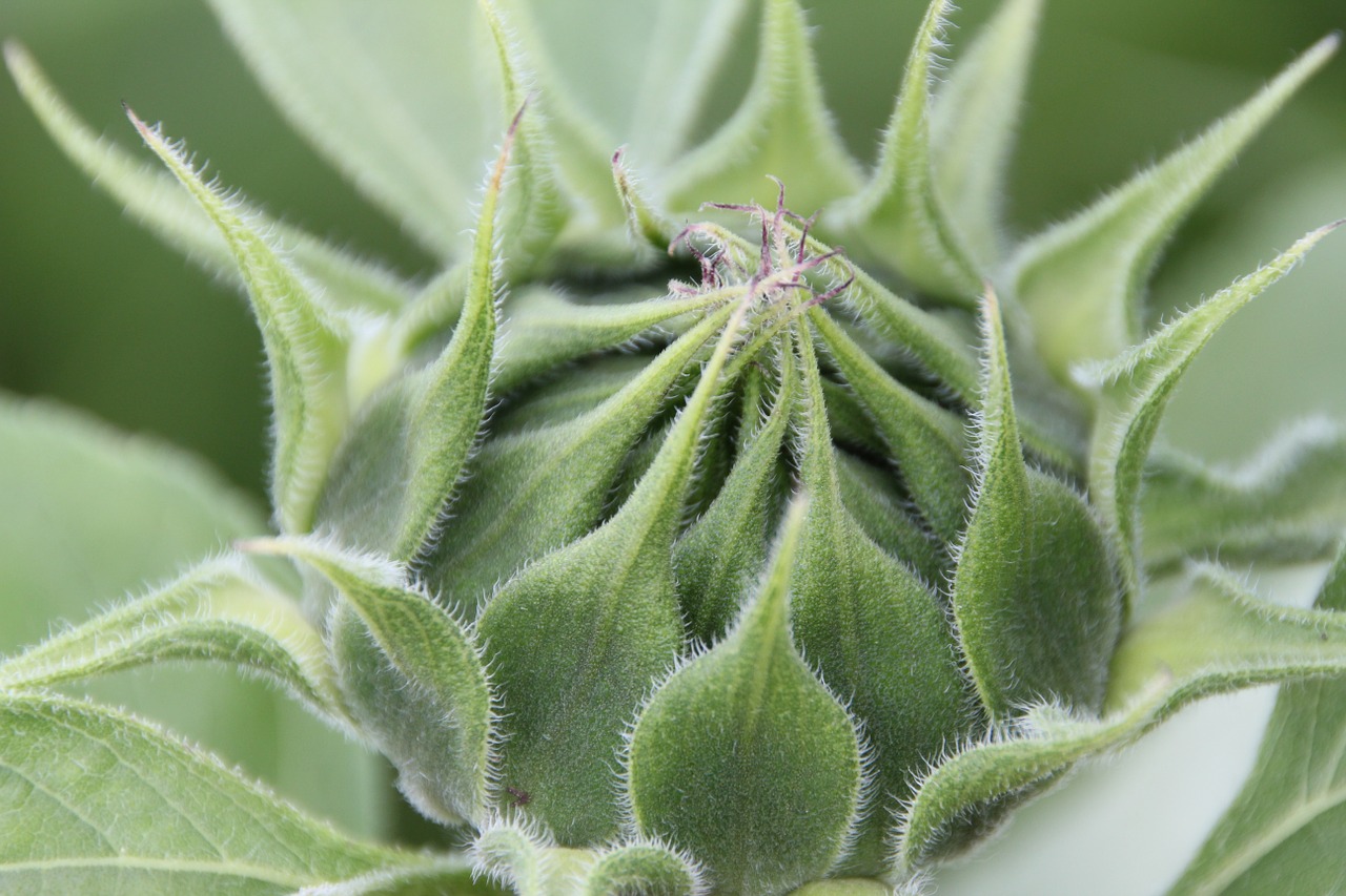 bud sun flower flower free photo