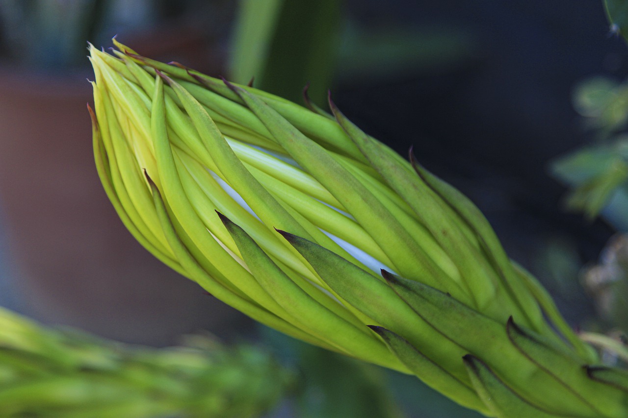 bud  flower  dragon fruit free photo