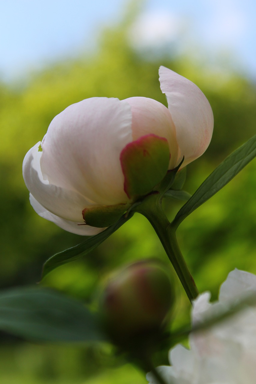 bud  peony  macro free photo