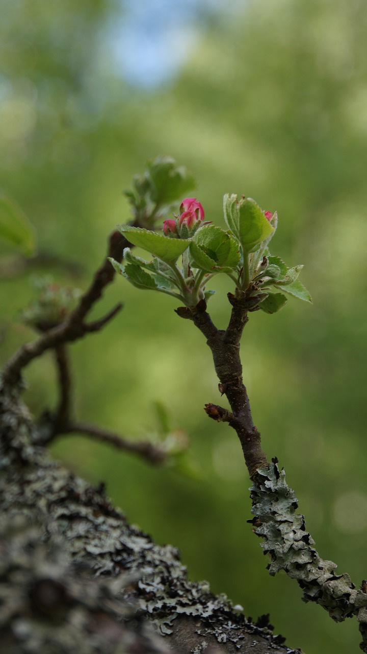 bud  apple tree  spring free photo