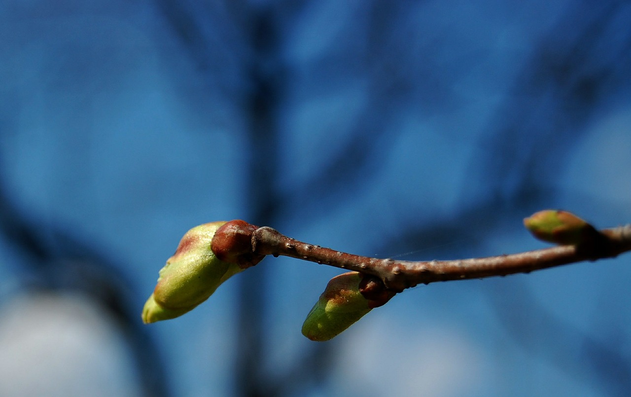 bud flowering spring free photo