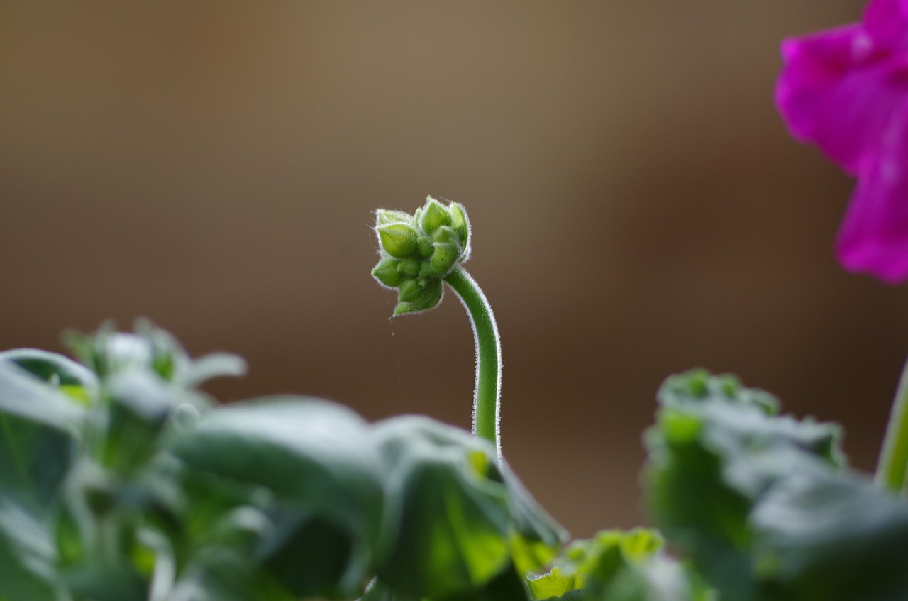 bud geranium flora free photo