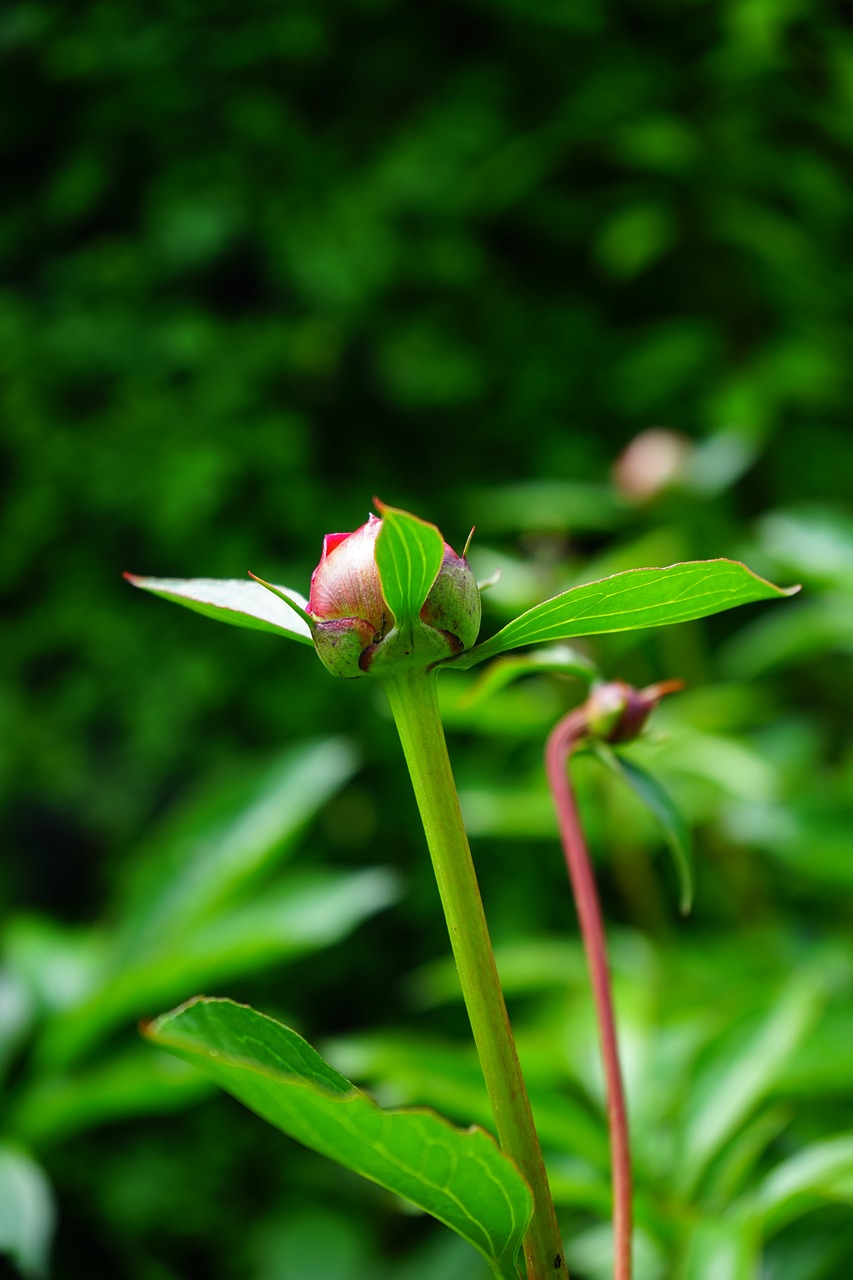 bud peony flora free photo