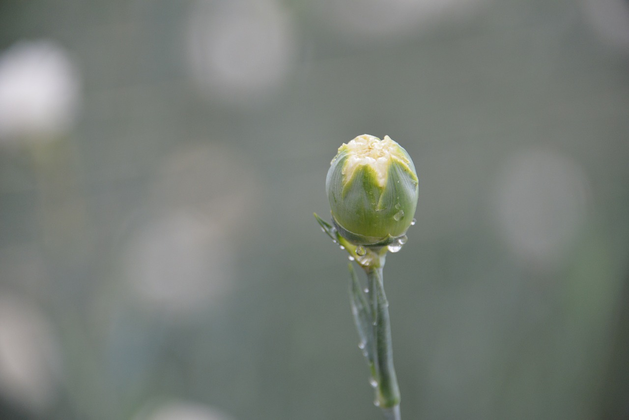 bud dew flower free photo