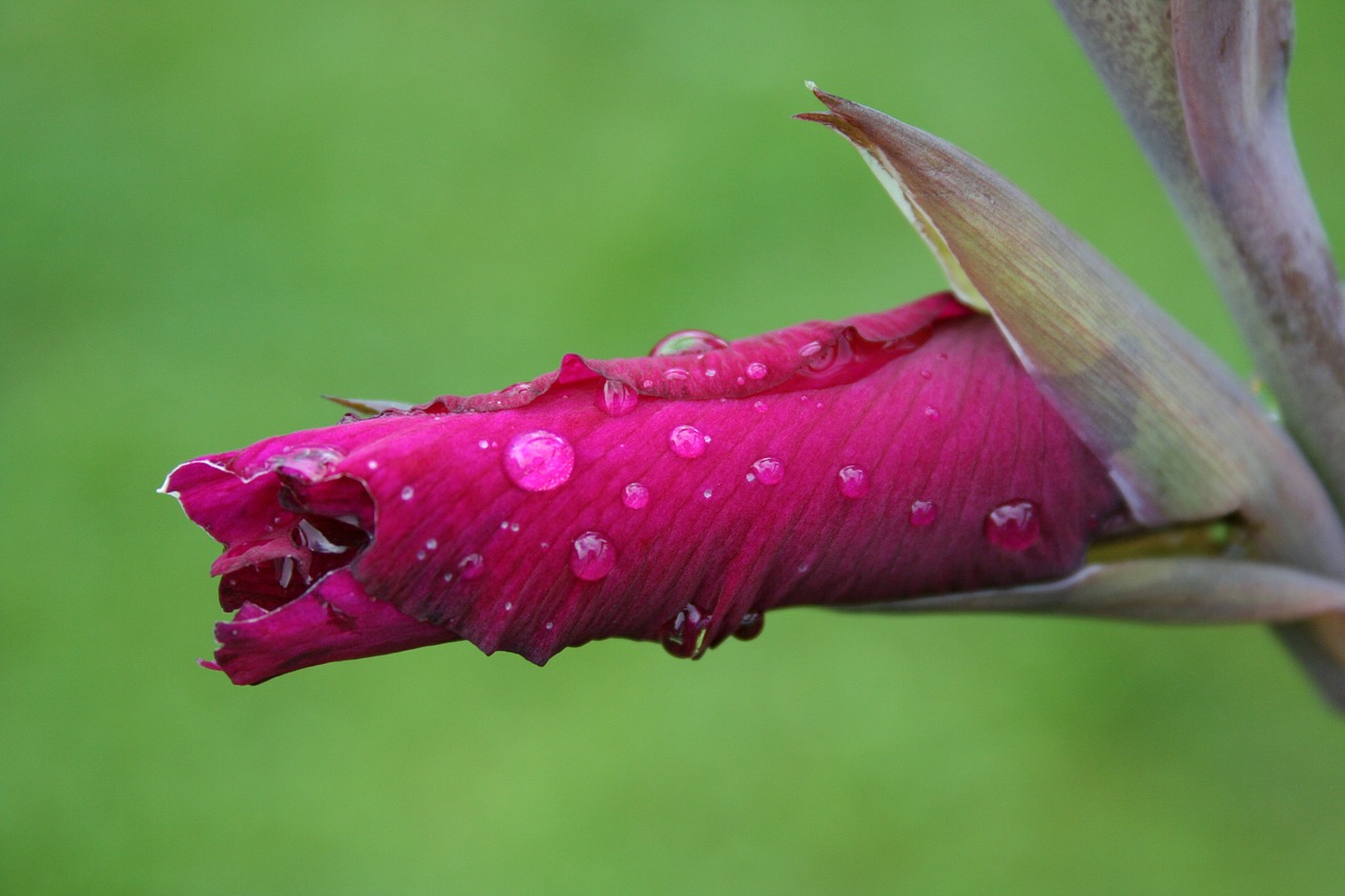 bud flower plant free photo