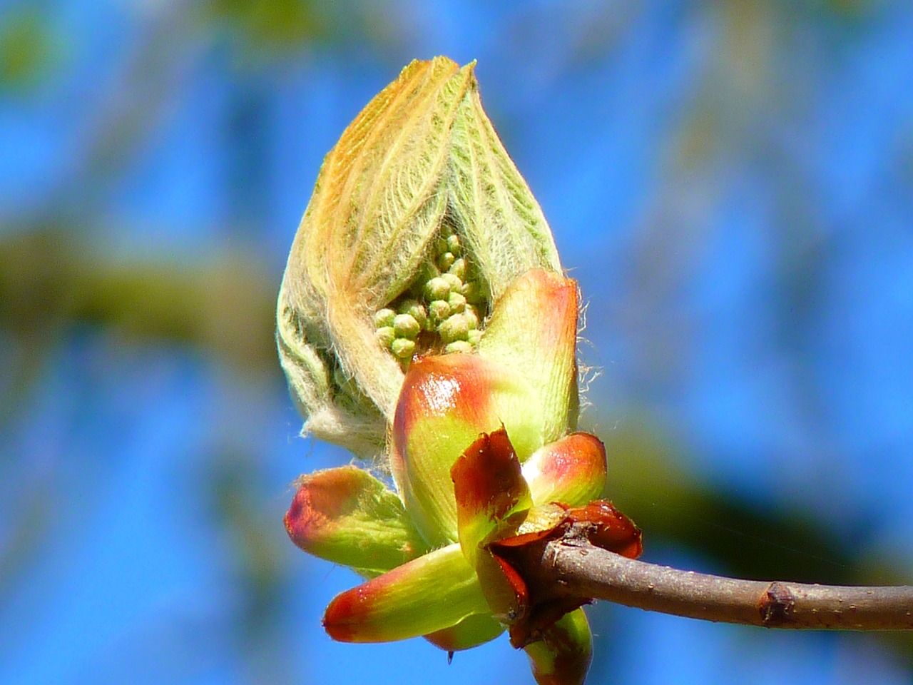 bud,chestnut,chestnut bud,tree,fresh green,plant,free pictures, free photos, free images, royalty free, free illustrations, public domain