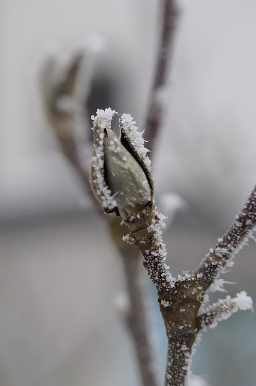 bud ice hoarfrost free photo