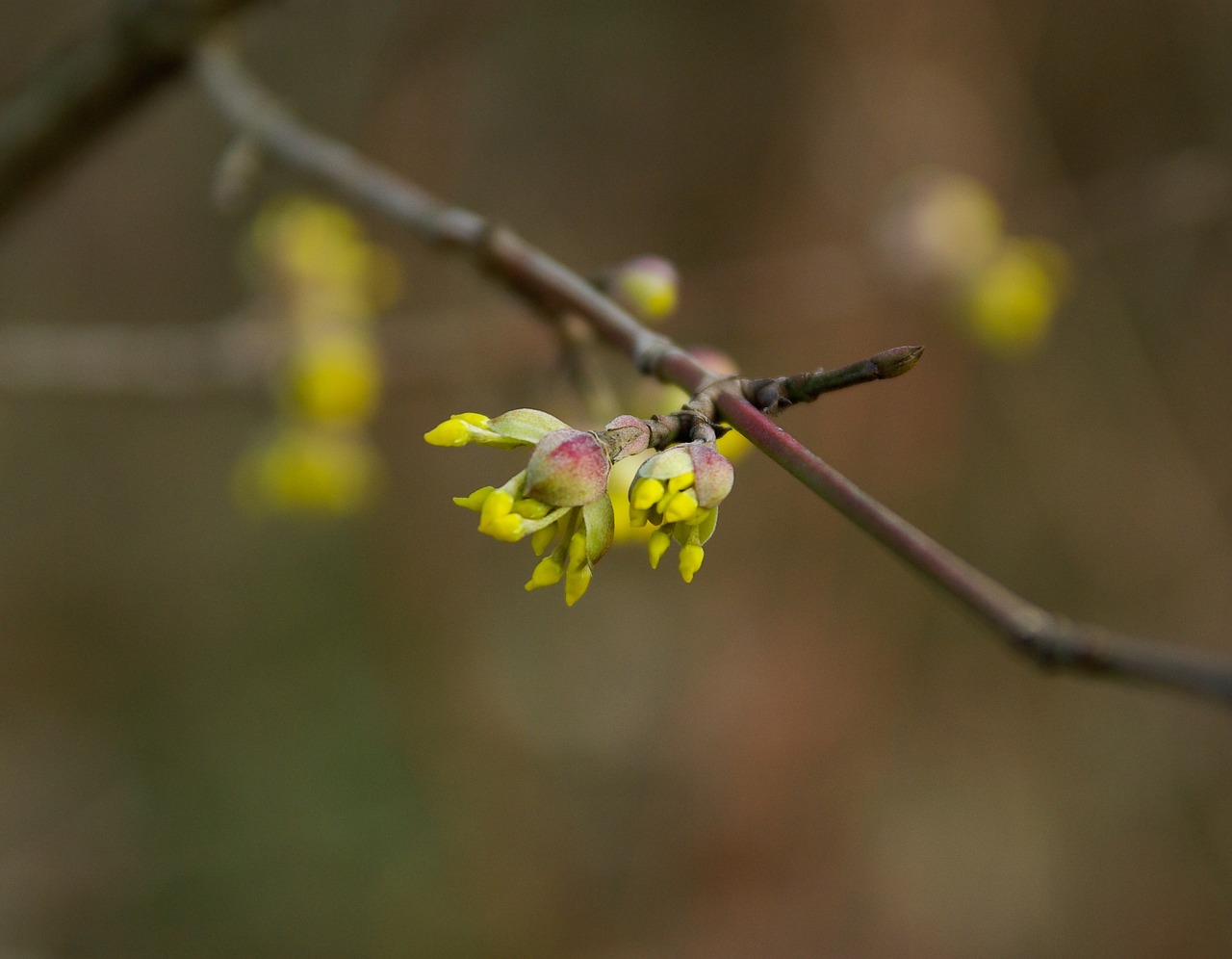 bud spring branch free photo