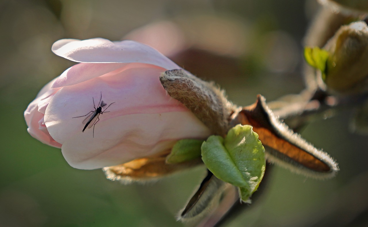 bud insect flora free photo