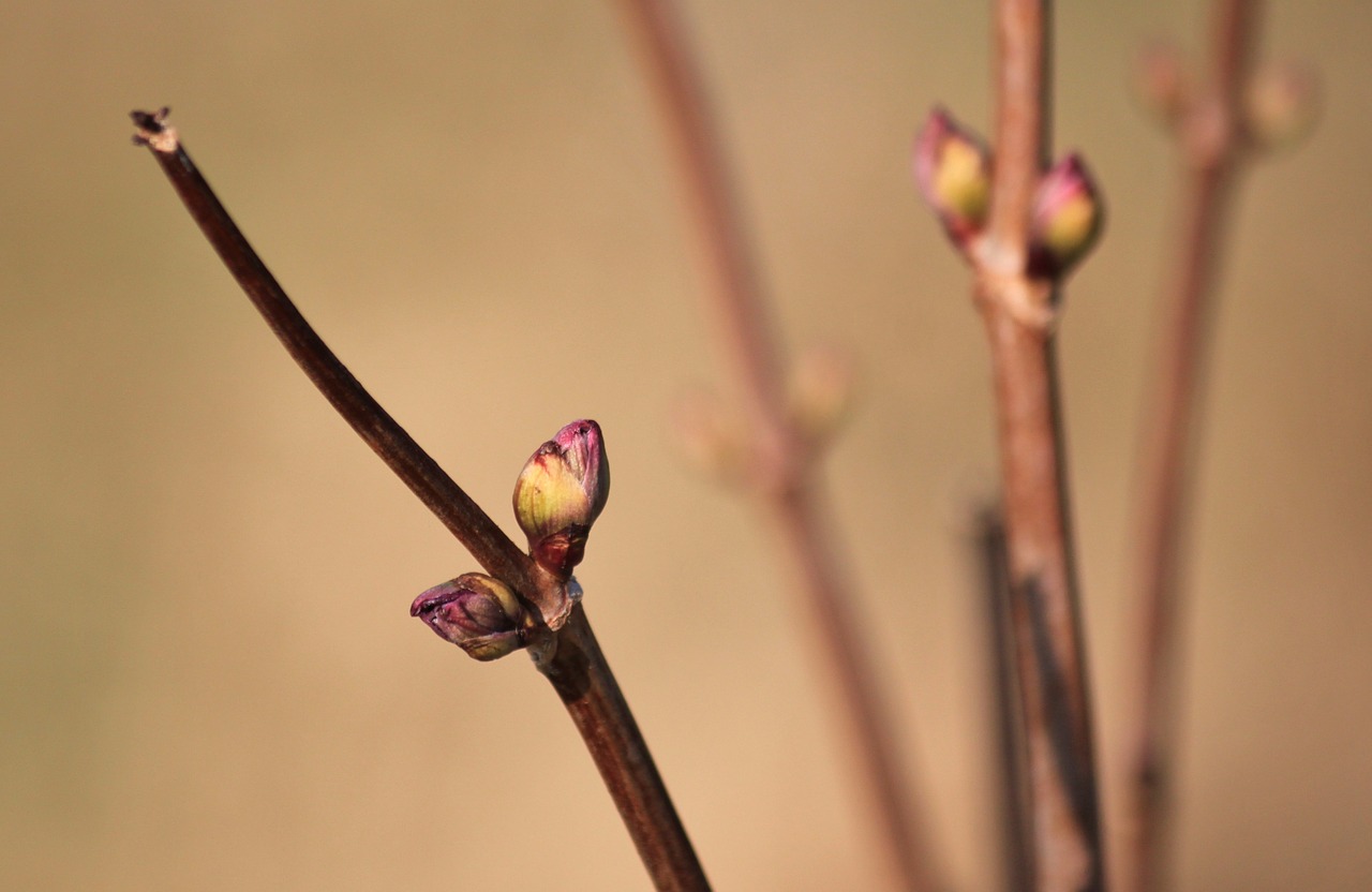 bud spring branches free photo