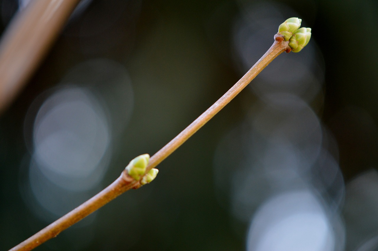 bud nature spring free photo