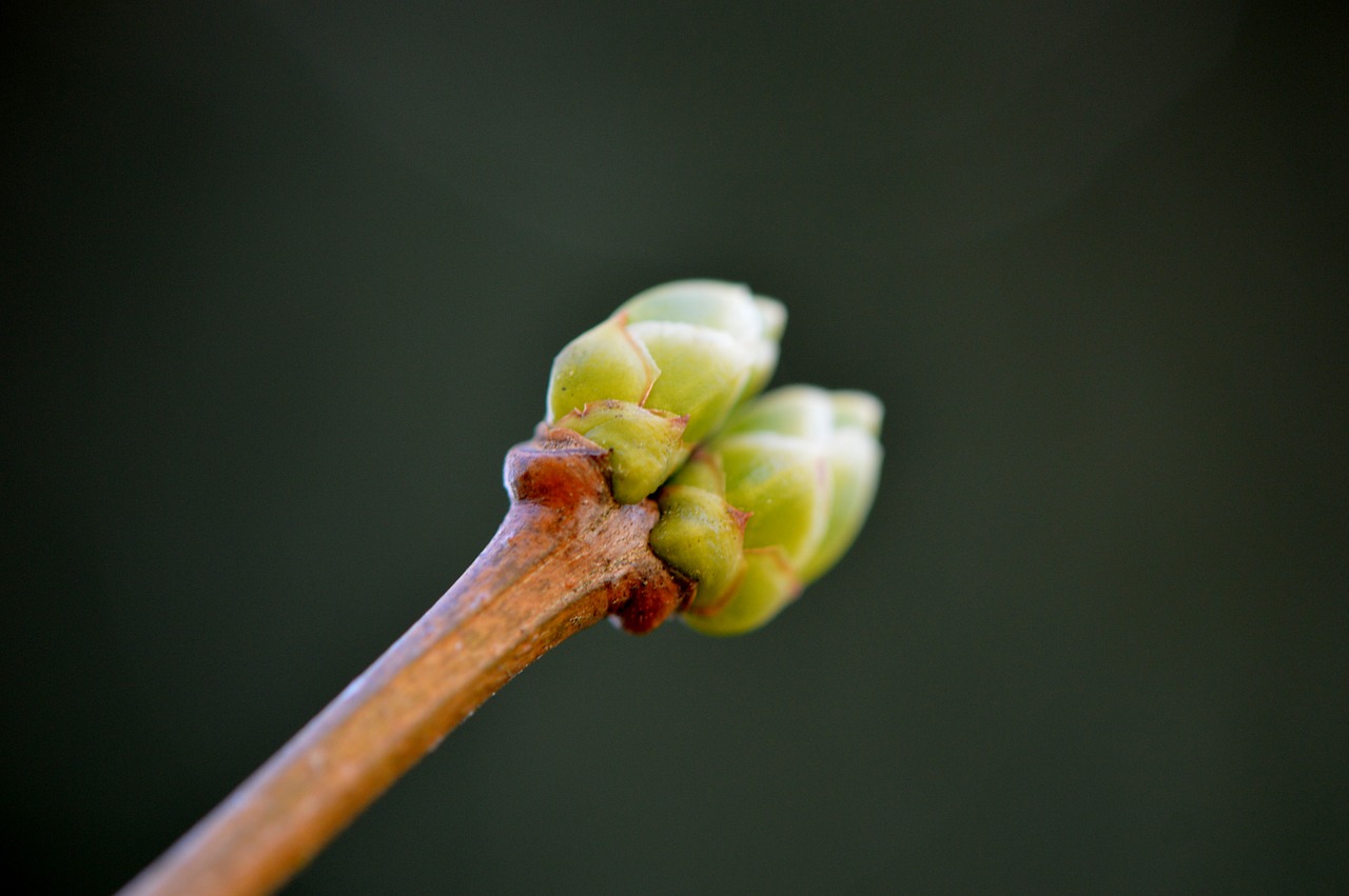 bud plant nature free photo