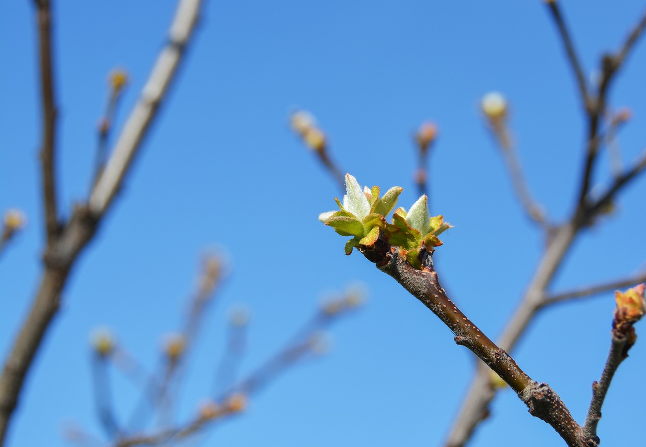 bud quince spring free photo