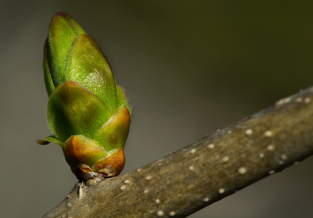 bud branch spring free photo