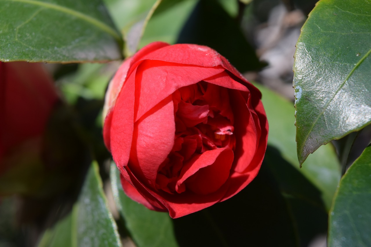 bud red nature free photo