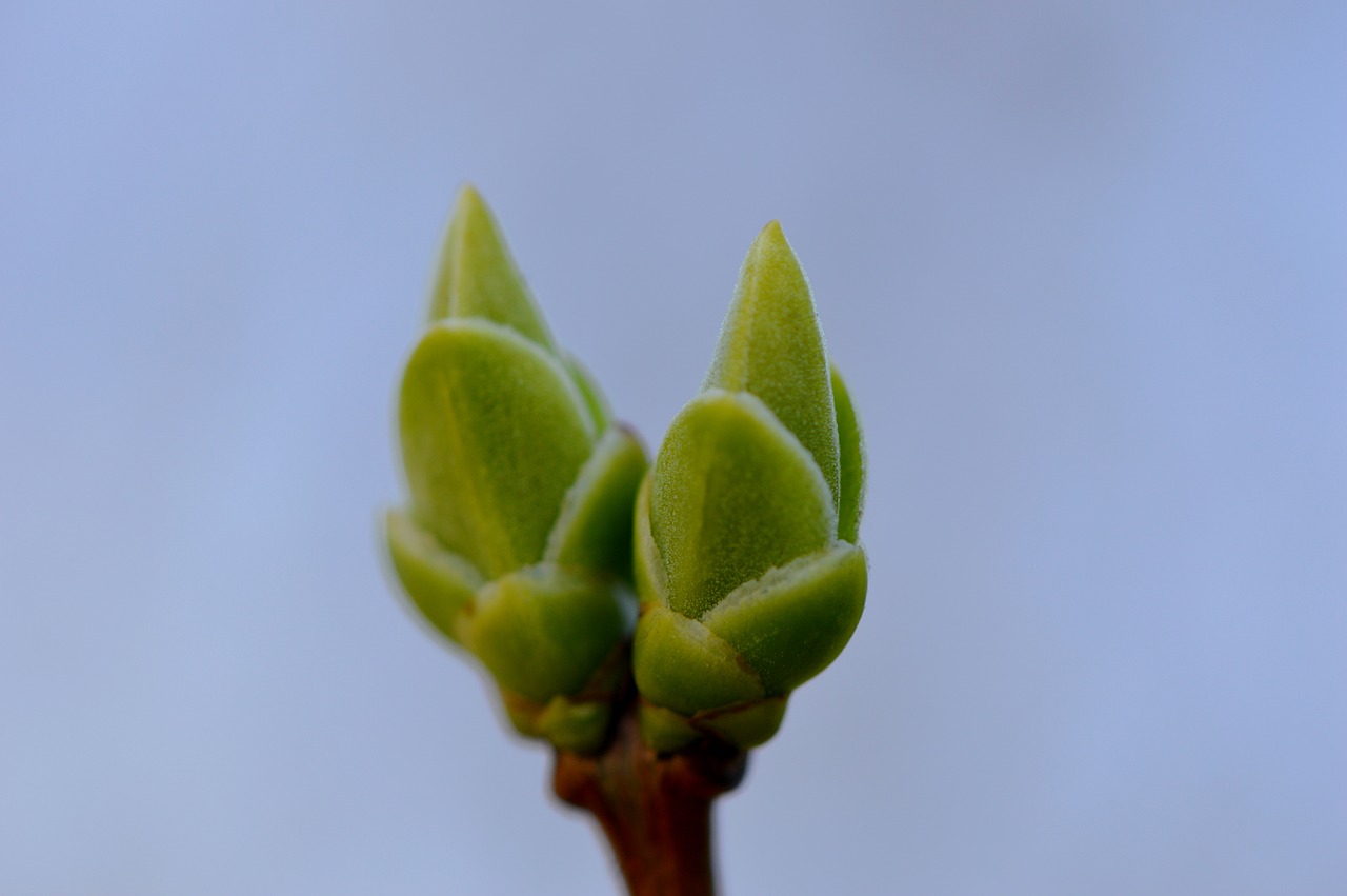 bud blossom bloom free photo