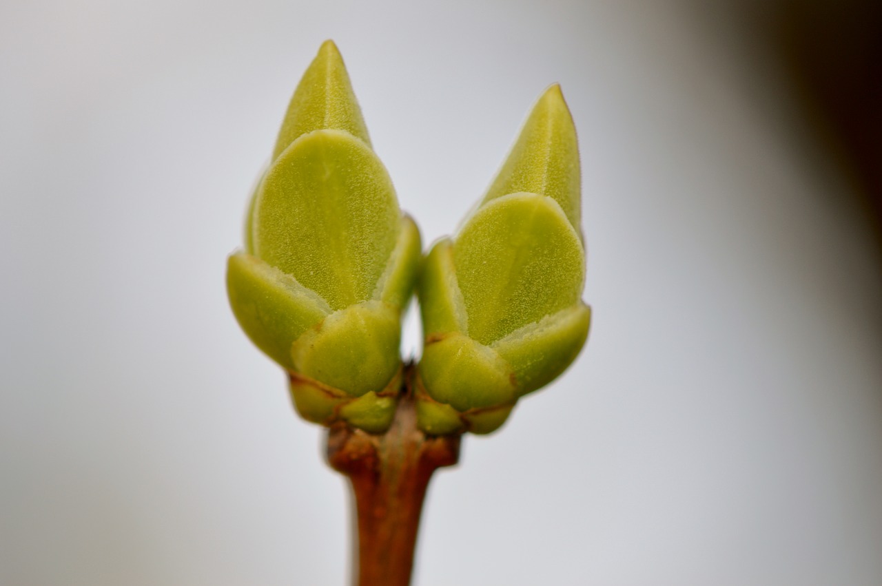 bud blossom bloom free photo