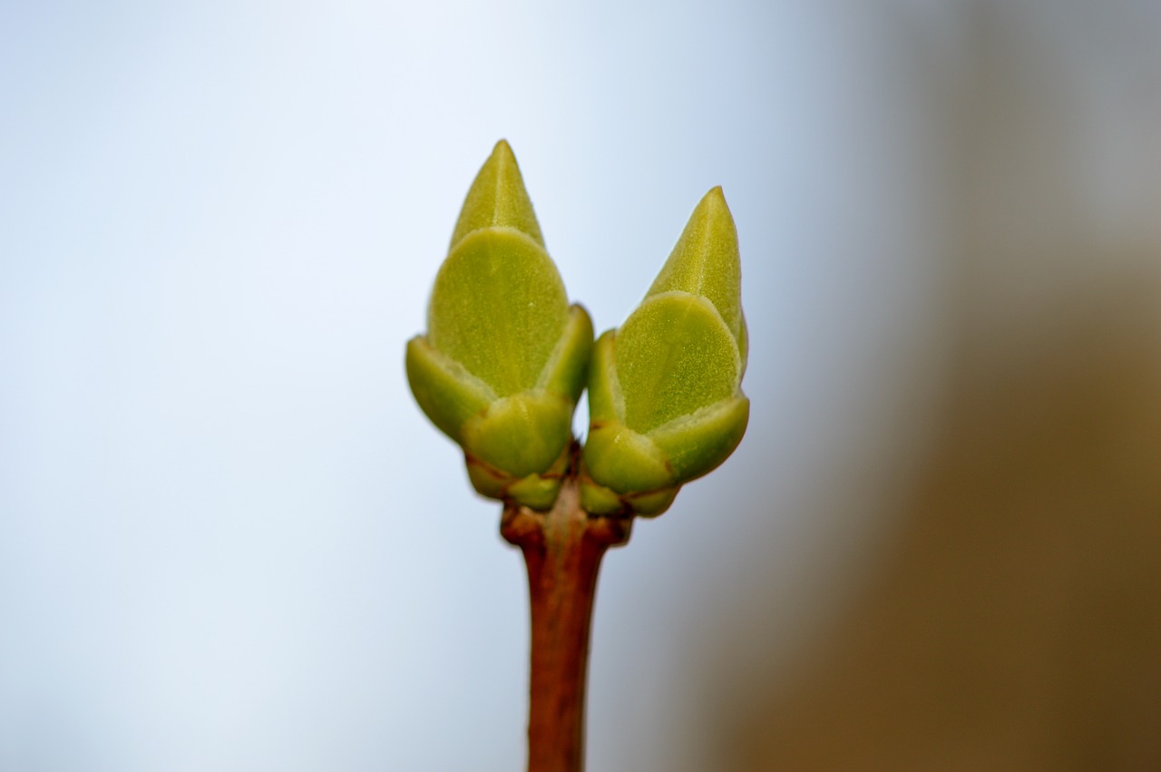 bud blossom bloom free photo