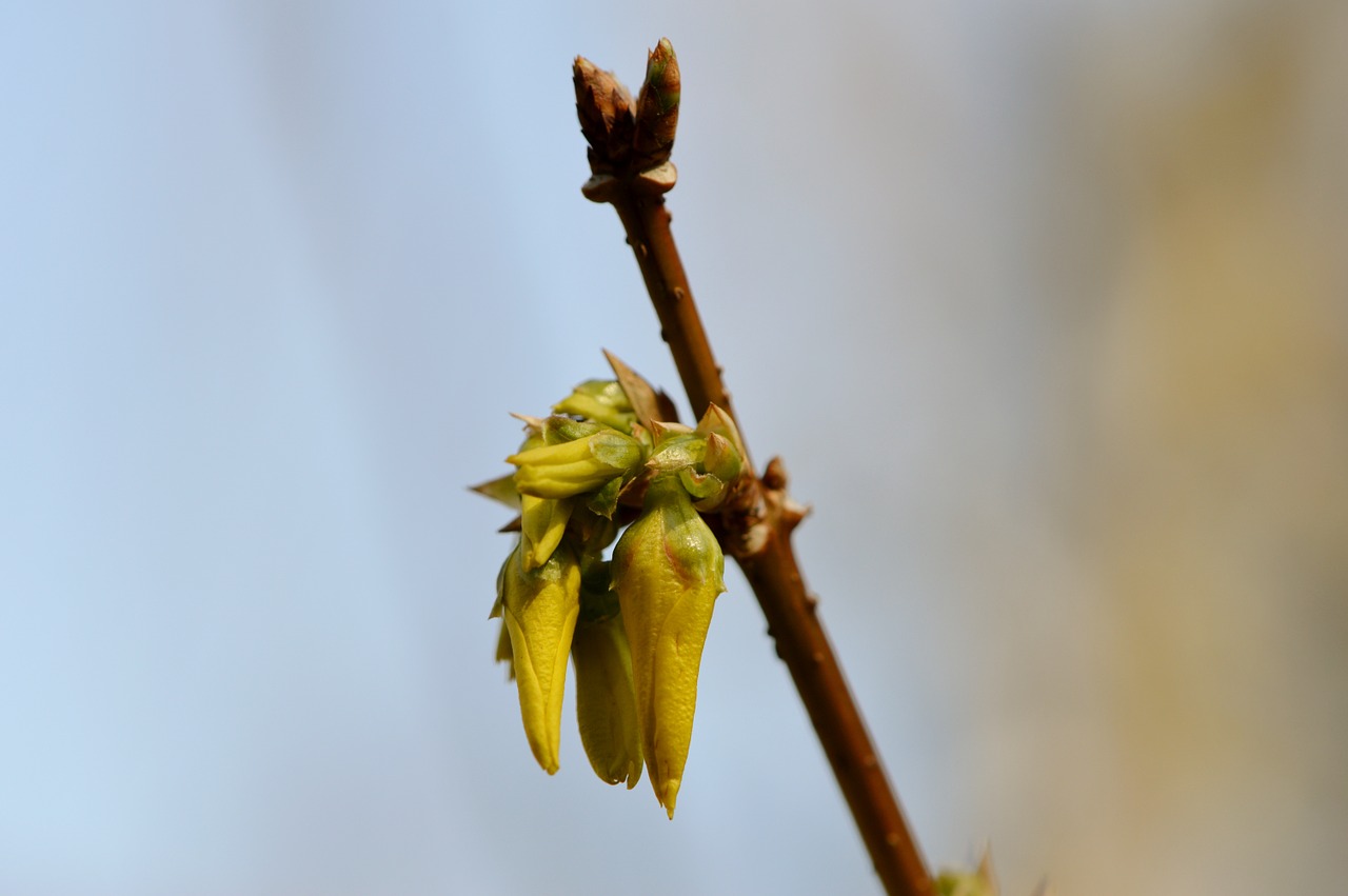 bud blossom bloom free photo