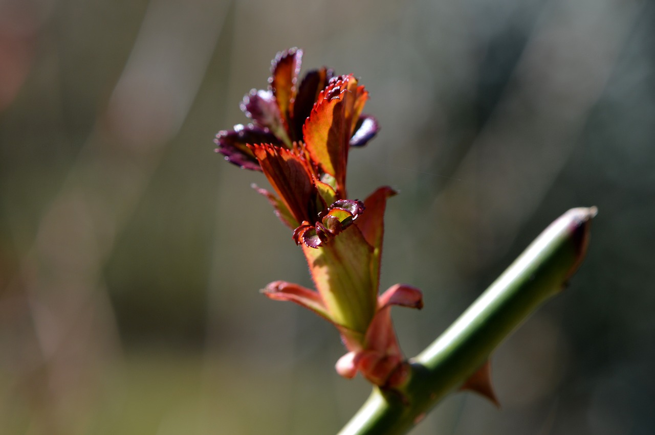 bud blossom bloom free photo