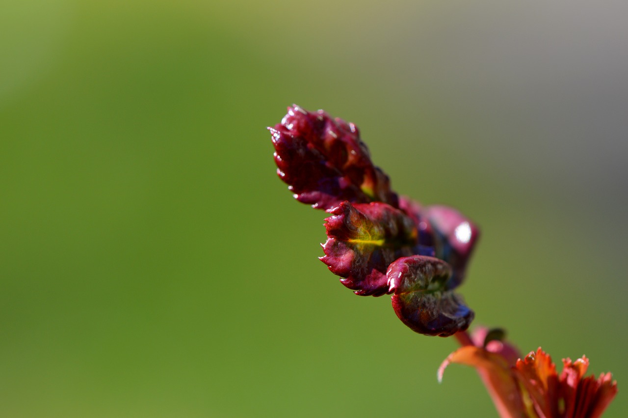 bud blossom bloom free photo