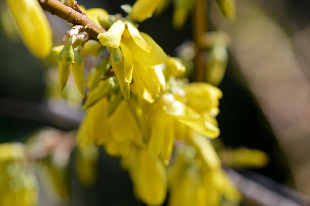 bud blossom bloom free photo