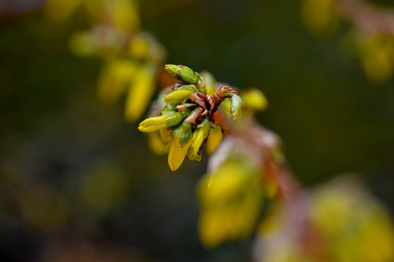 bud blossom bloom free photo