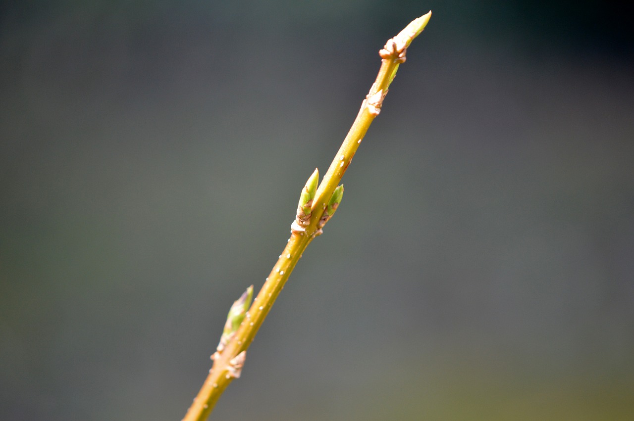 bud blossom bloom free photo