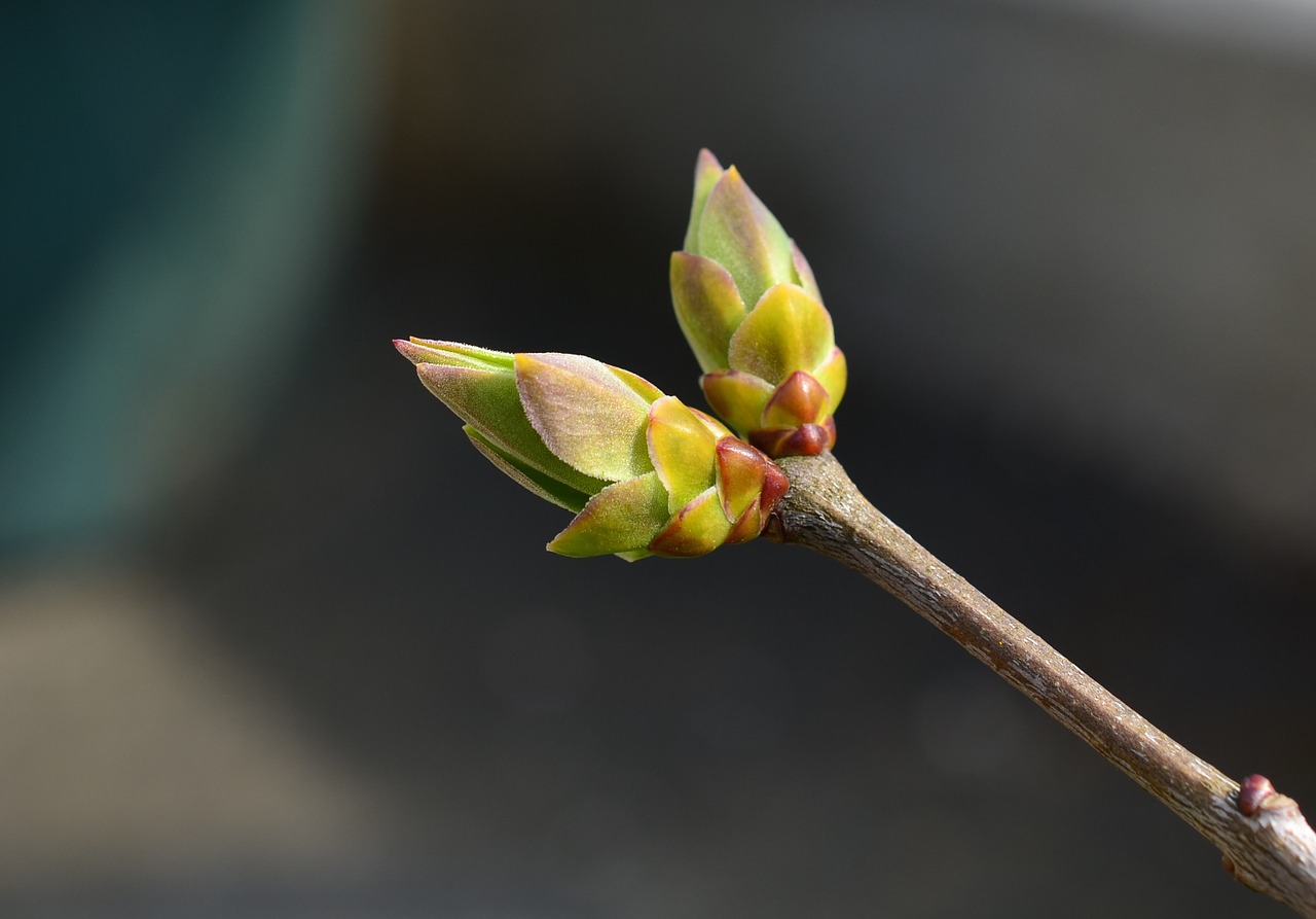 bud spring lilac free photo