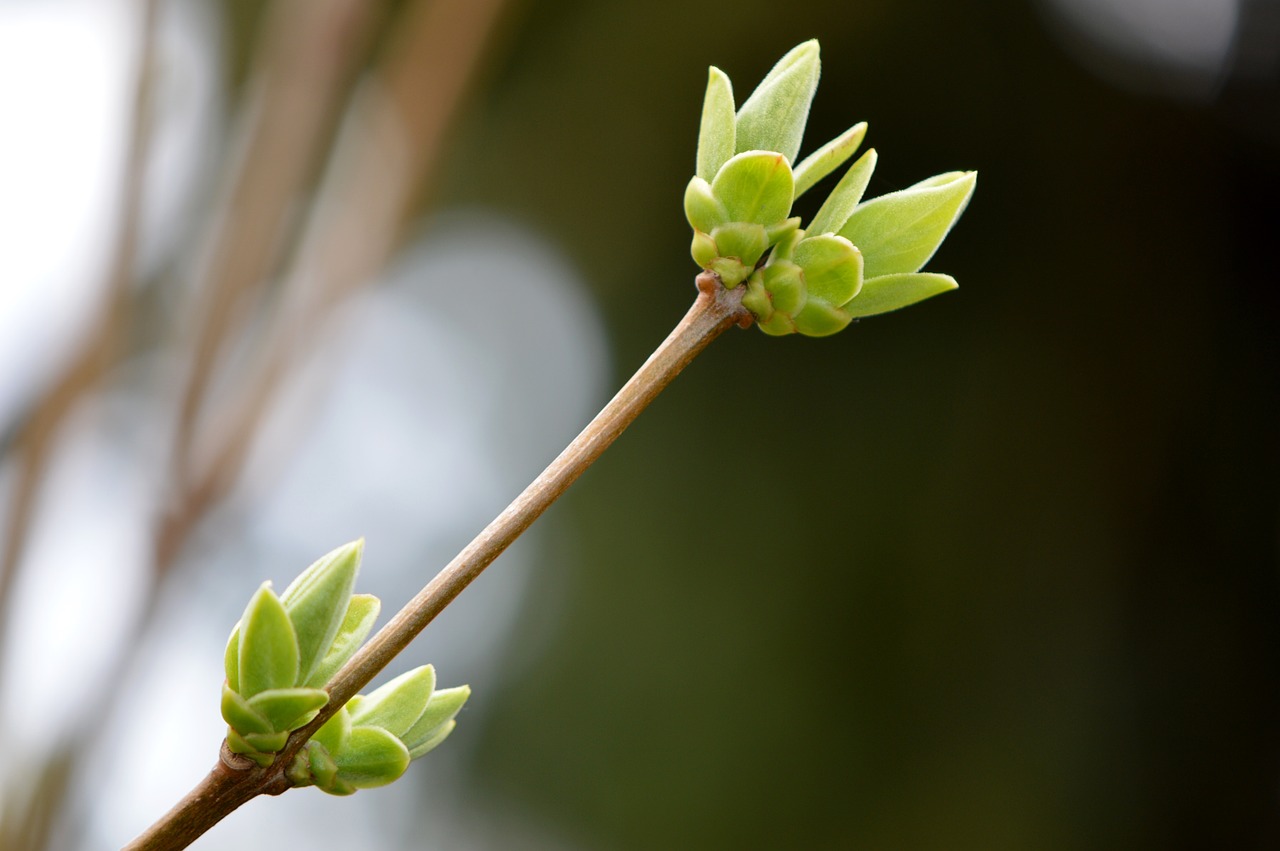 bud plant garden free photo