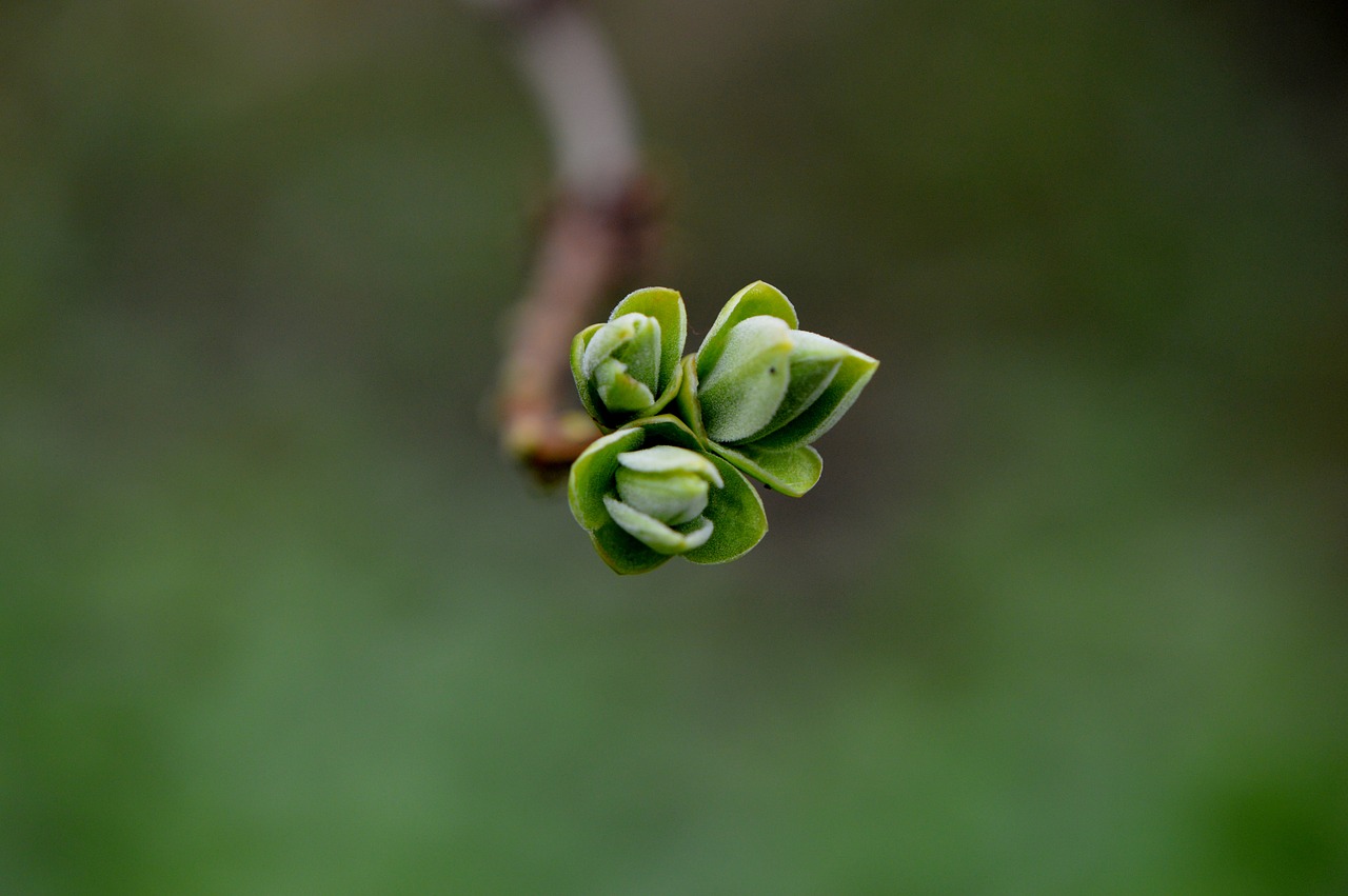 bud plant garden free photo