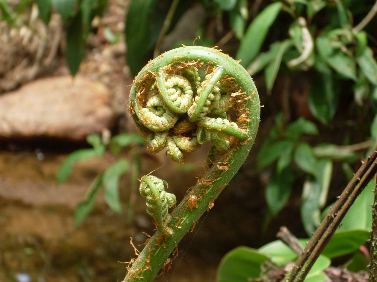 bud fern plant free photo