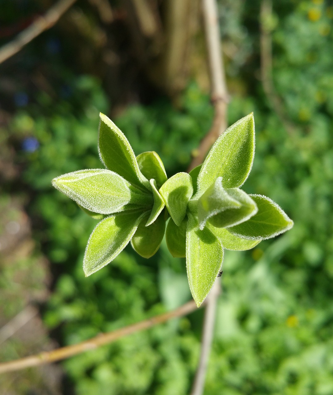 bud plant nature free photo