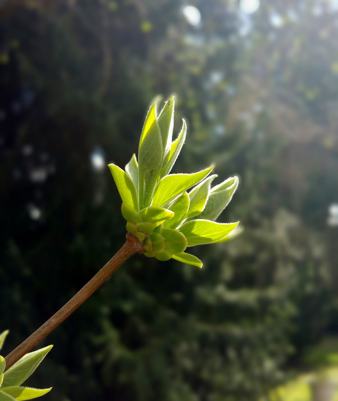 bud plant nature free photo