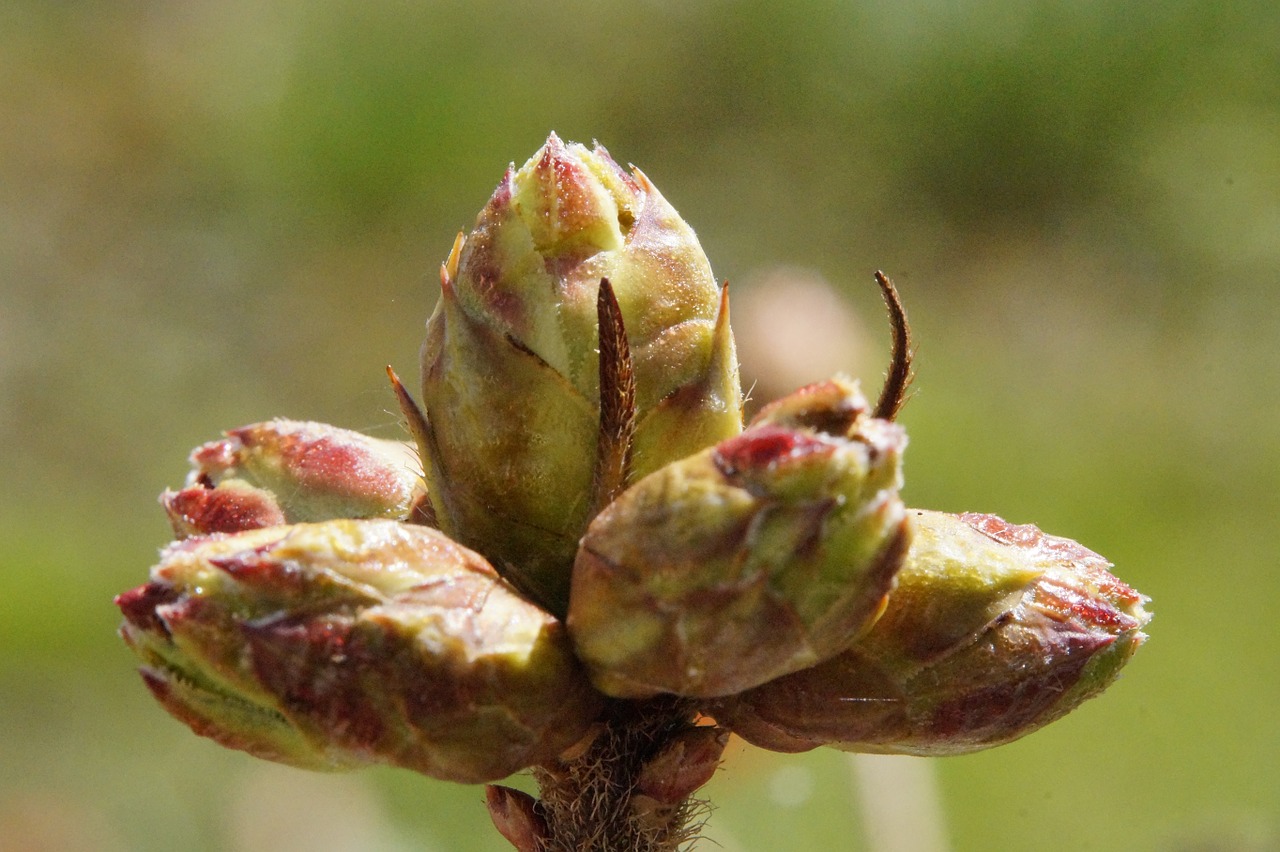 bud azalea firm free photo