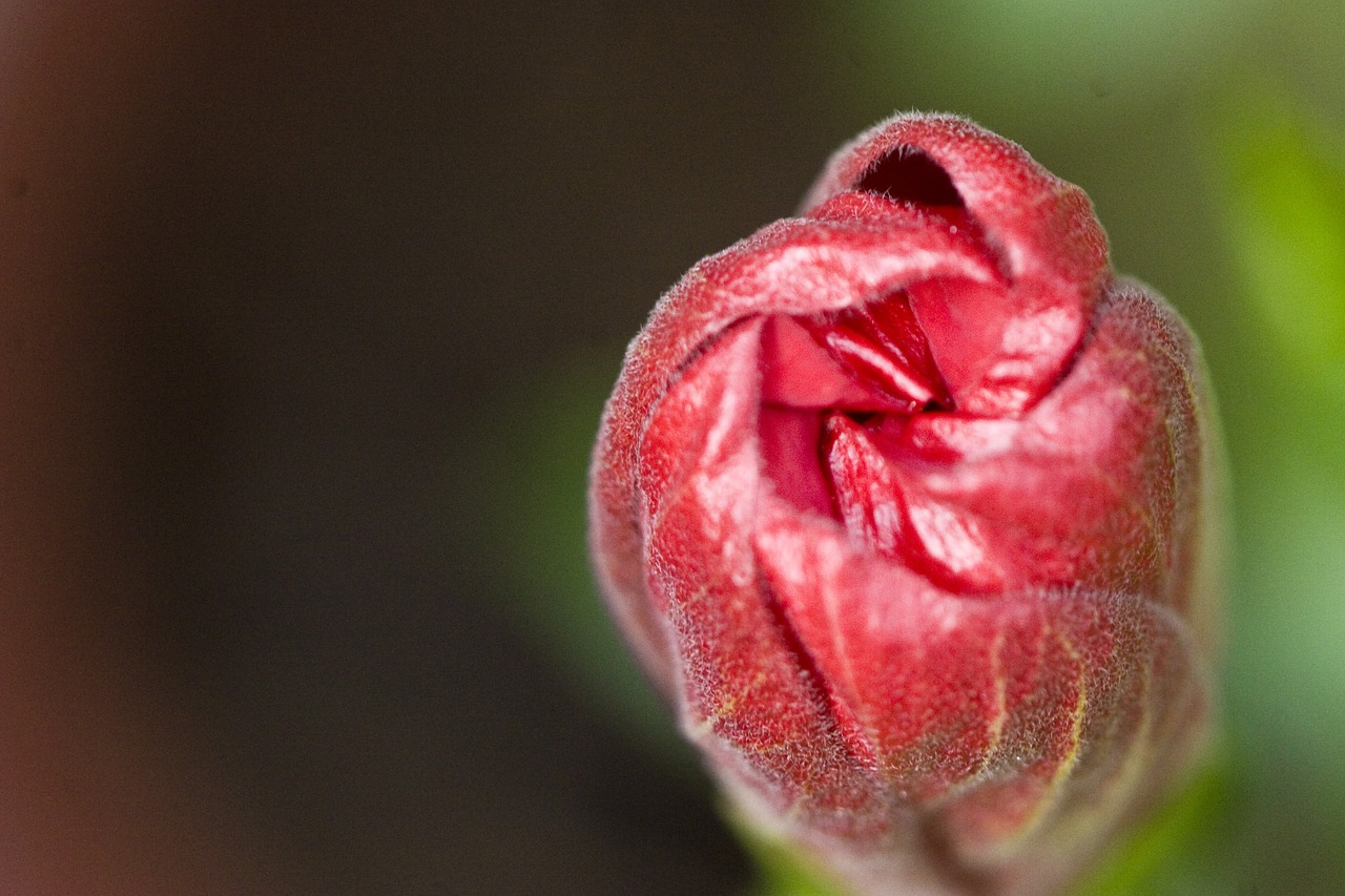 bud pink lovely free photo