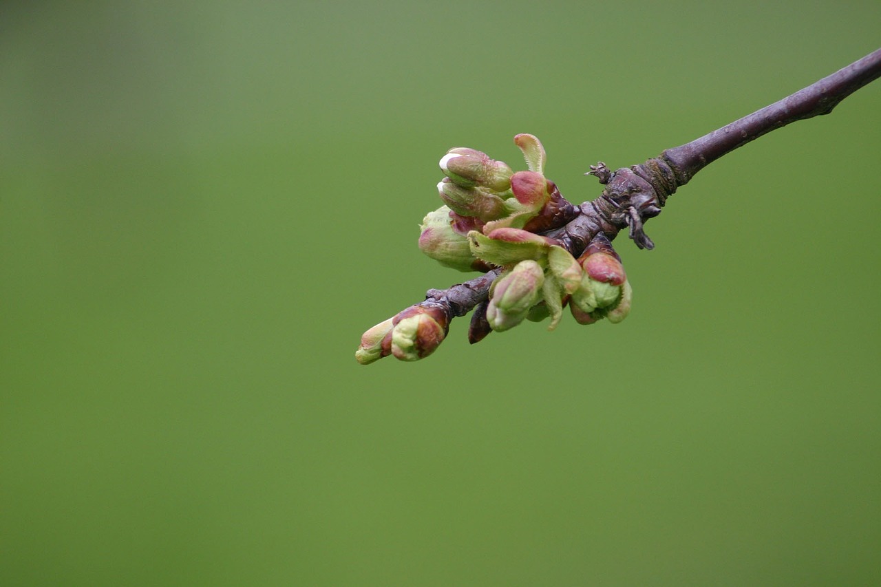 bud plant garden free photo