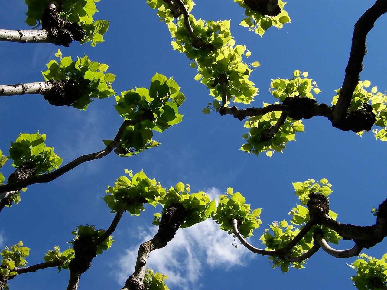 bud spring sky free photo