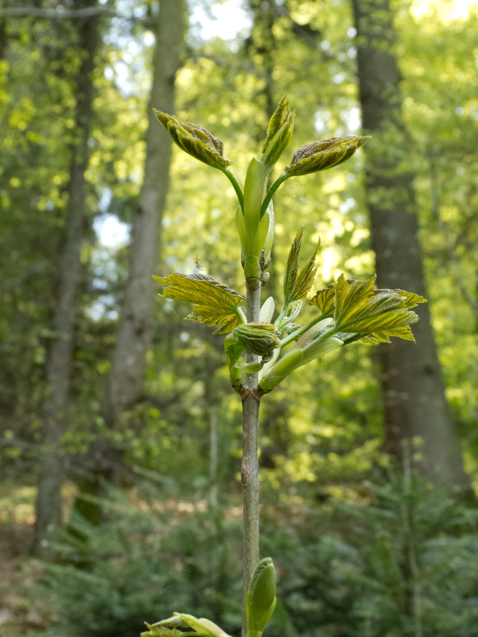 bud plant forest free photo