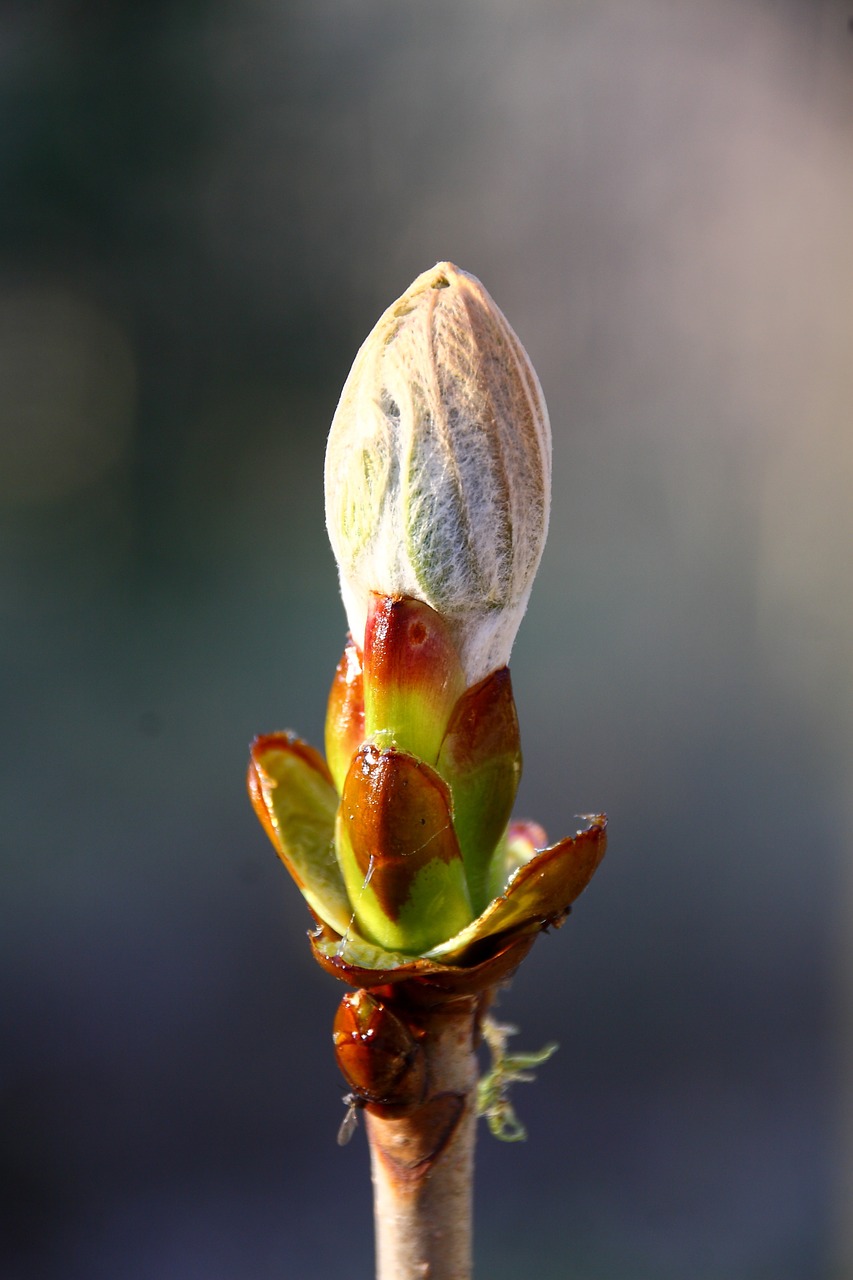 bud tree nature free photo