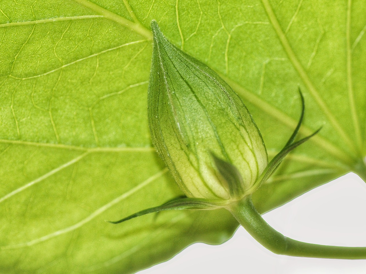 bud leaf green free photo