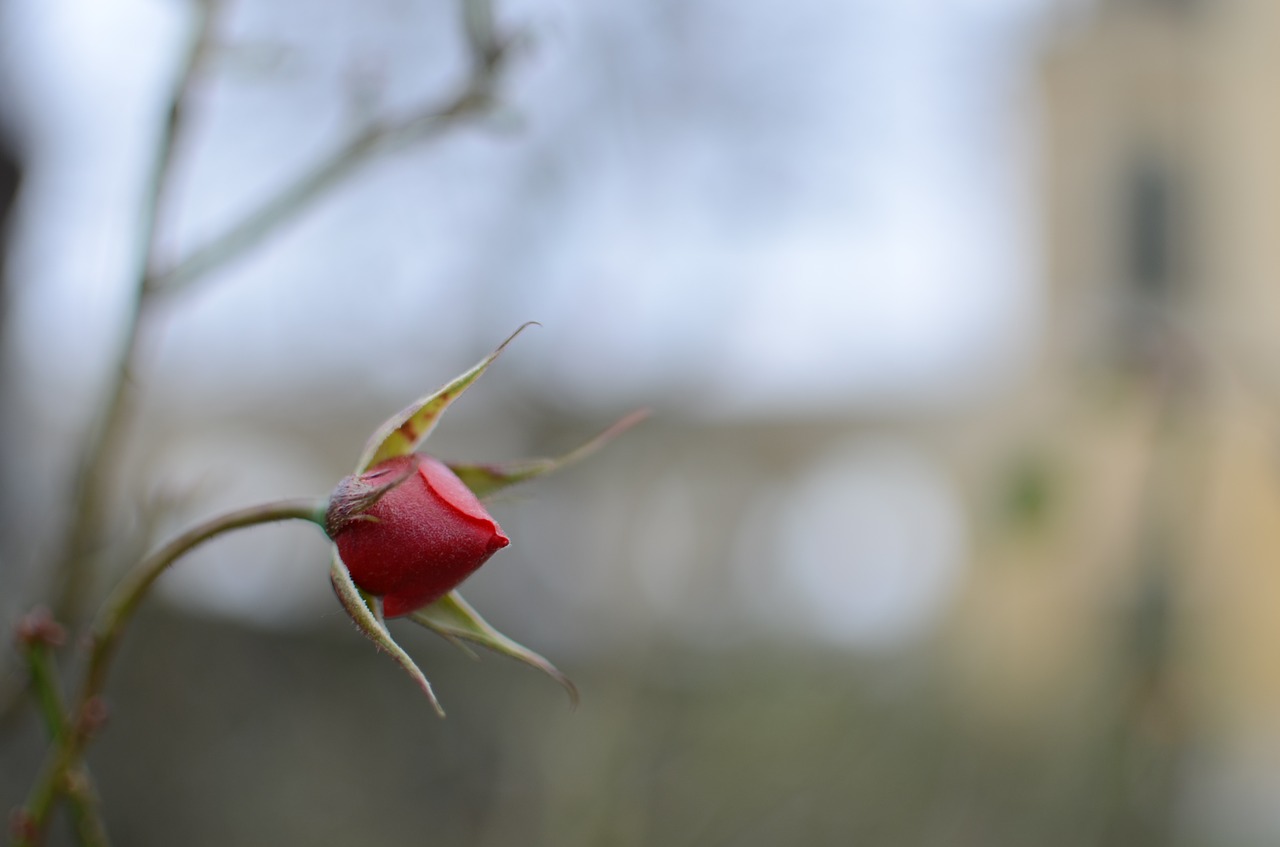 bud rose blossom free photo