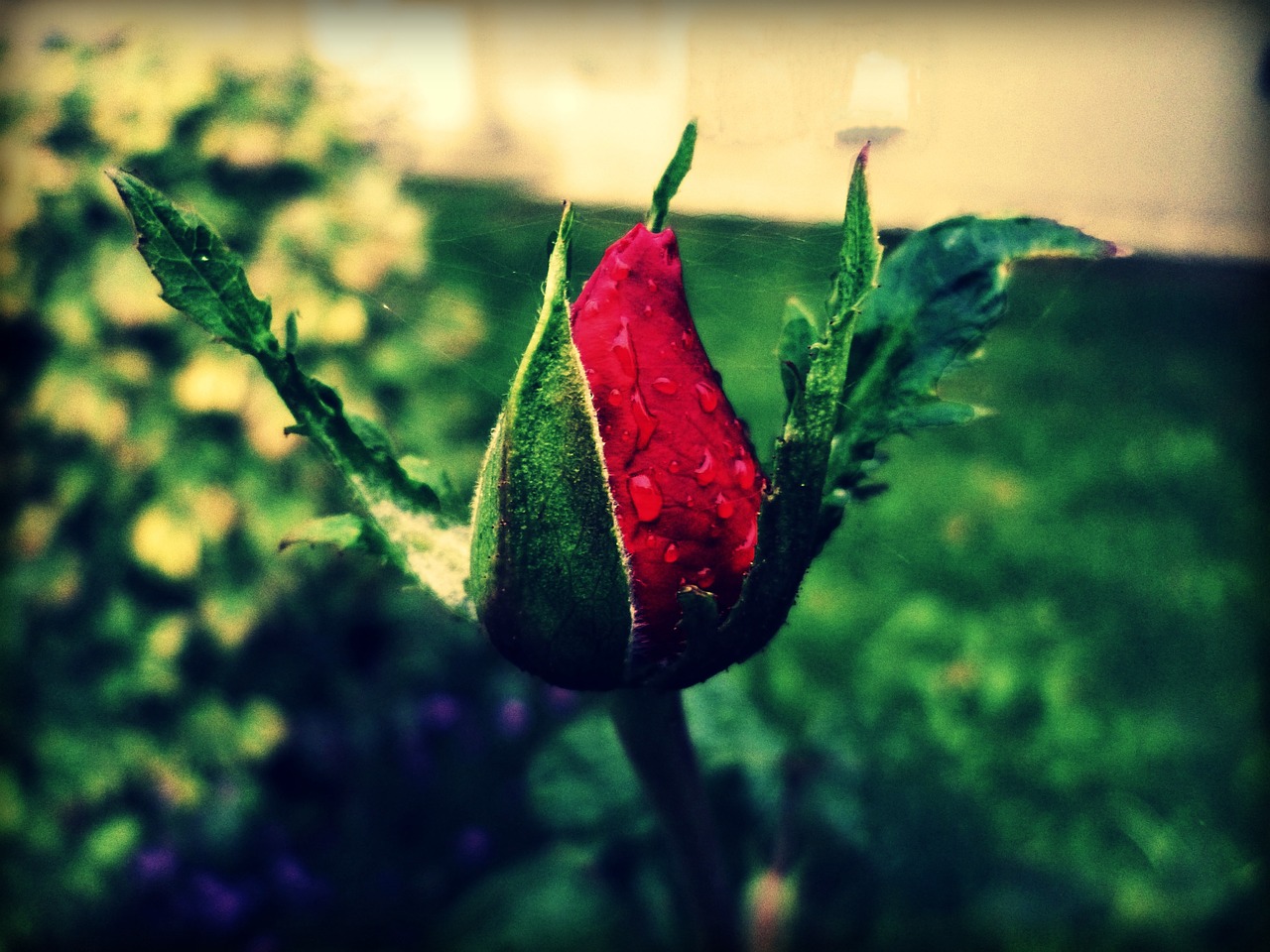 bud rose red free photo