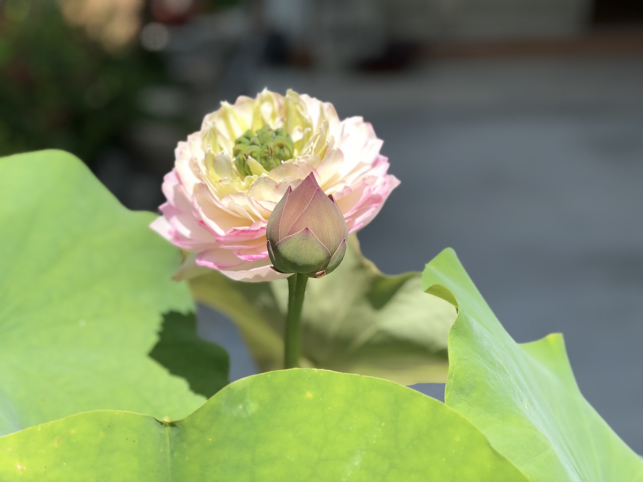 bud and bloom  elegant  quiet free photo