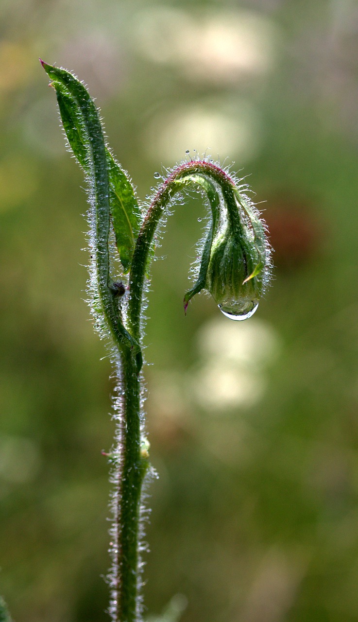 bud of flower green drops free photo