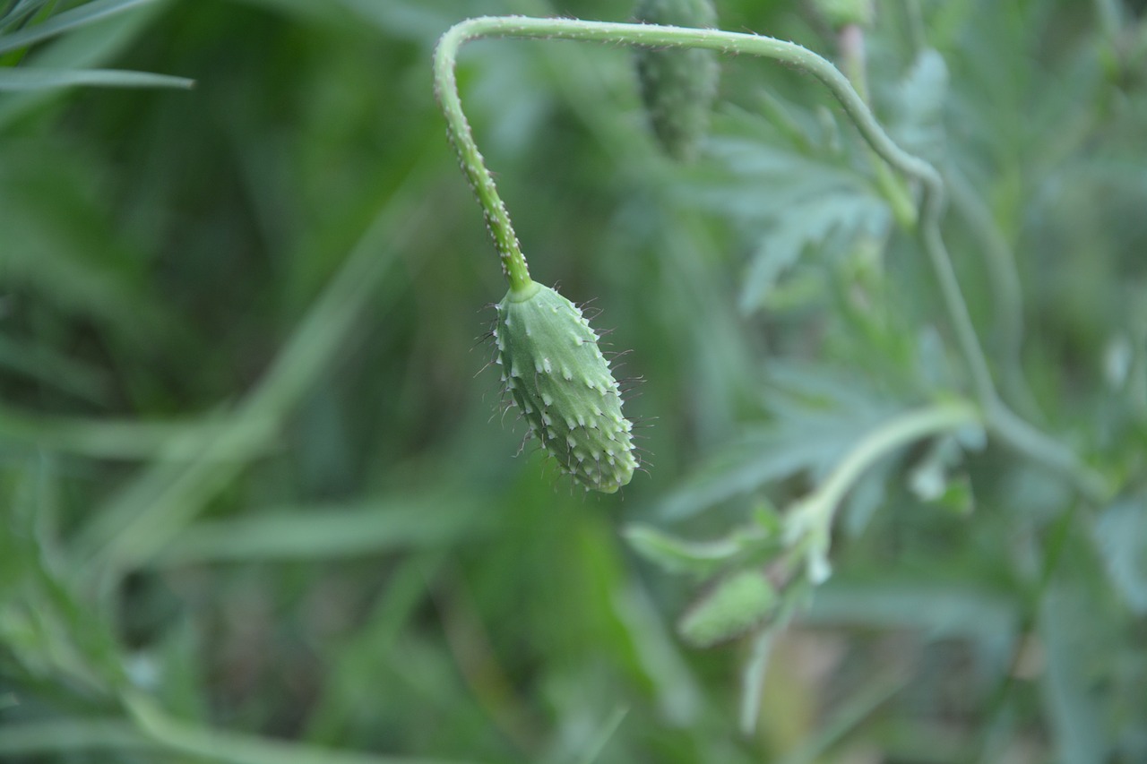 bud of red poppy green nature free photo