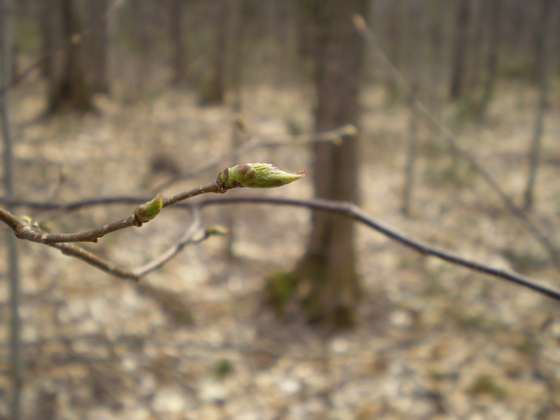 bud spring leaf free photo