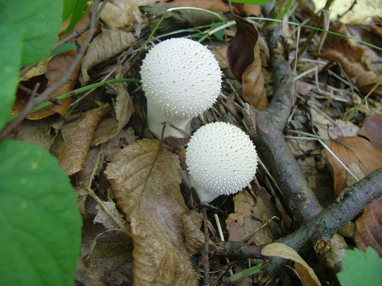 bud puffball mushroom beech mountain free photo