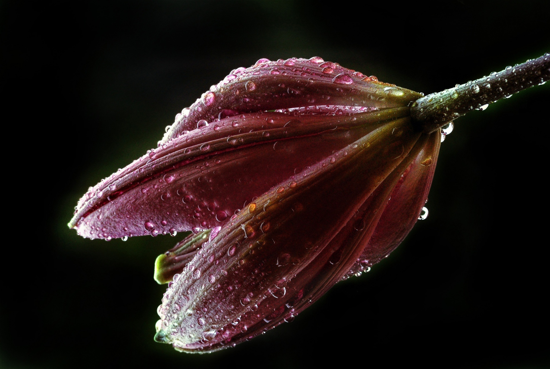 bud flower water free photo