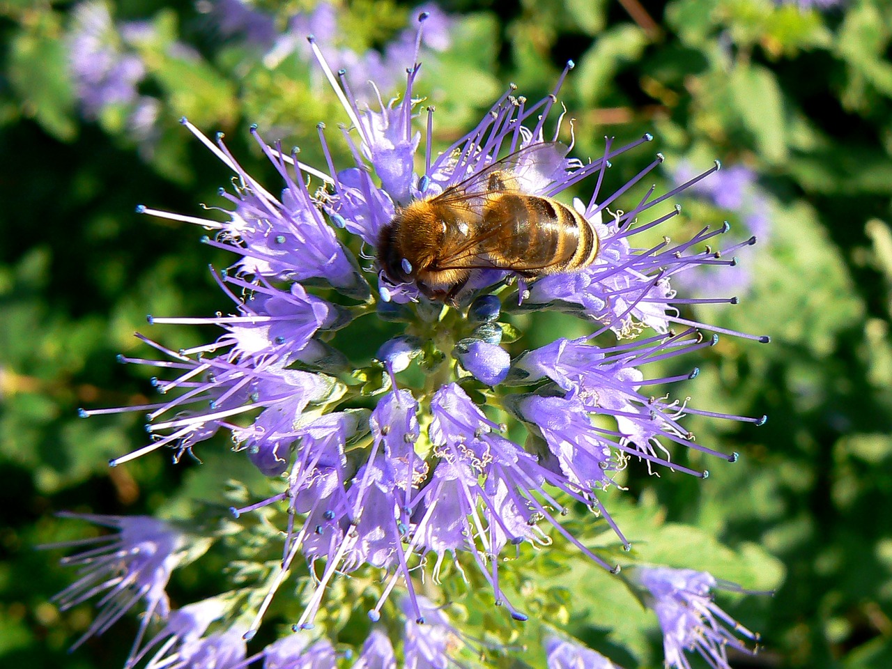 budapest working bee purple flower free photo